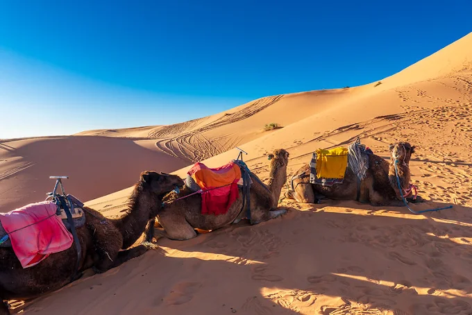 Des dromadaires au repos au pied de grandes dunes de sable